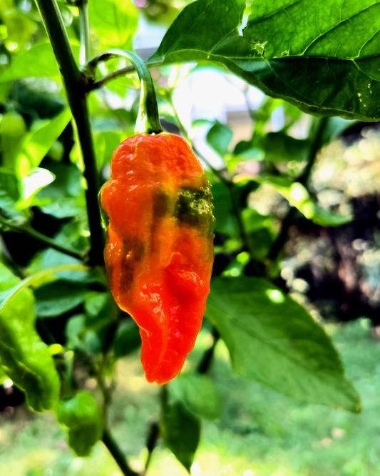 Brazilian Ghost Pepper - 15 seeds