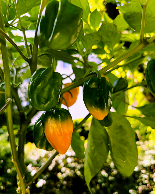 Big Sun Habanero - 15 seeds