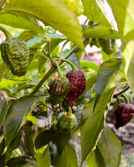 Chocolate Bhutlah - 15 seeds