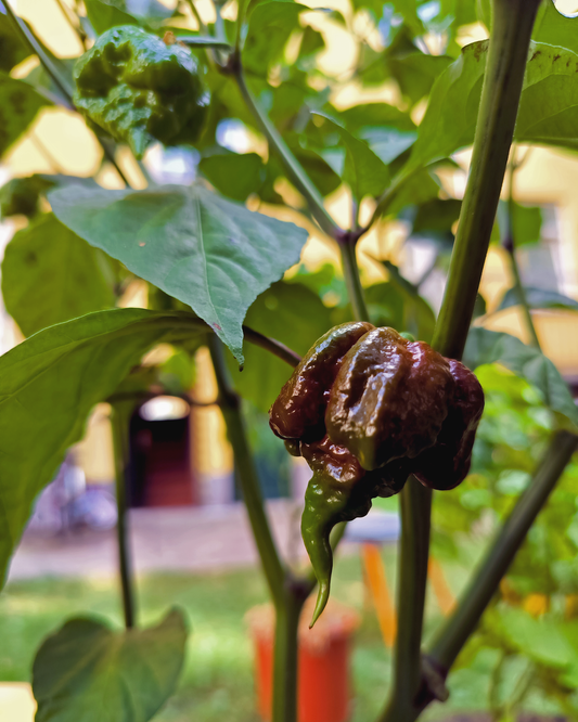 Chocolate Carolina Reaper - 15 seeds