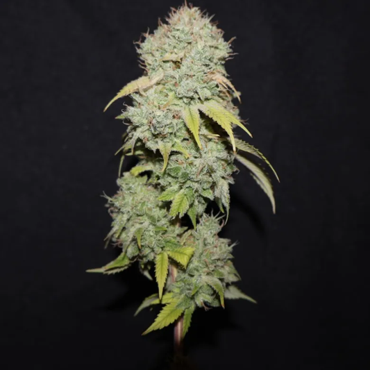 Chemdog D S1 (feminisiert)