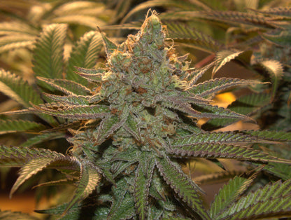 Gooseberry (Stachelbeere) (feminisiert)