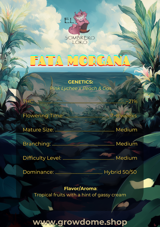 Fata Morgana (feminisiert)