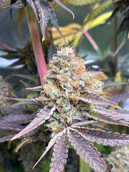 Gooseberry (Stachelbeere) (feminisiert)