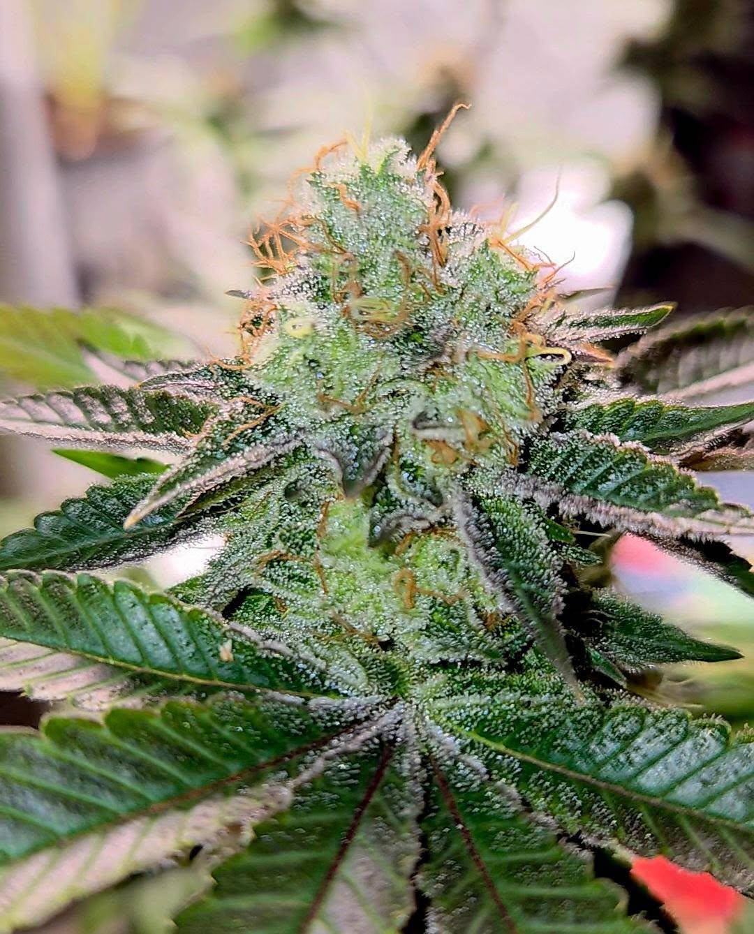 Tropical Marker (feminisiert)