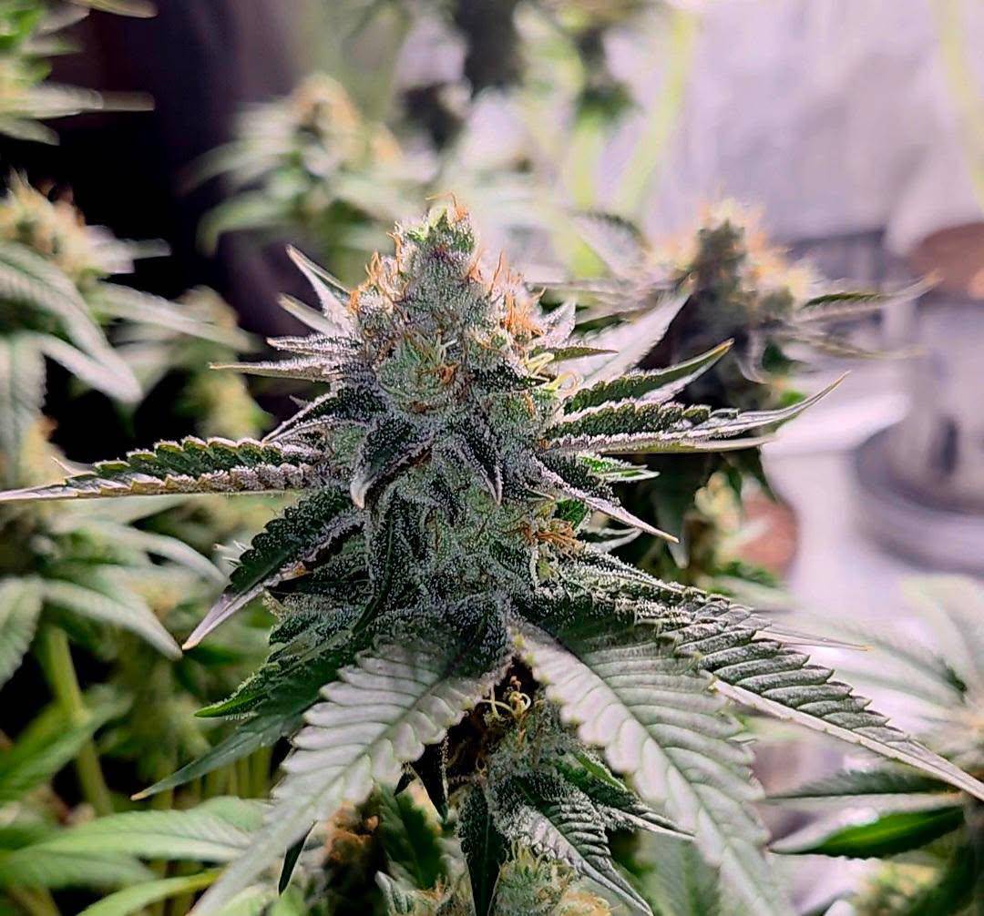 Tropical Marker (feminisiert)