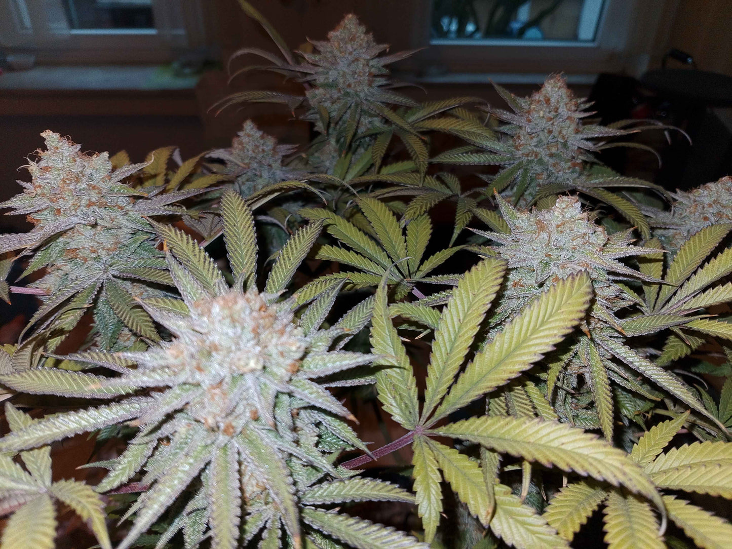 Gooseberry (Stachelbeere) (feminisiert)