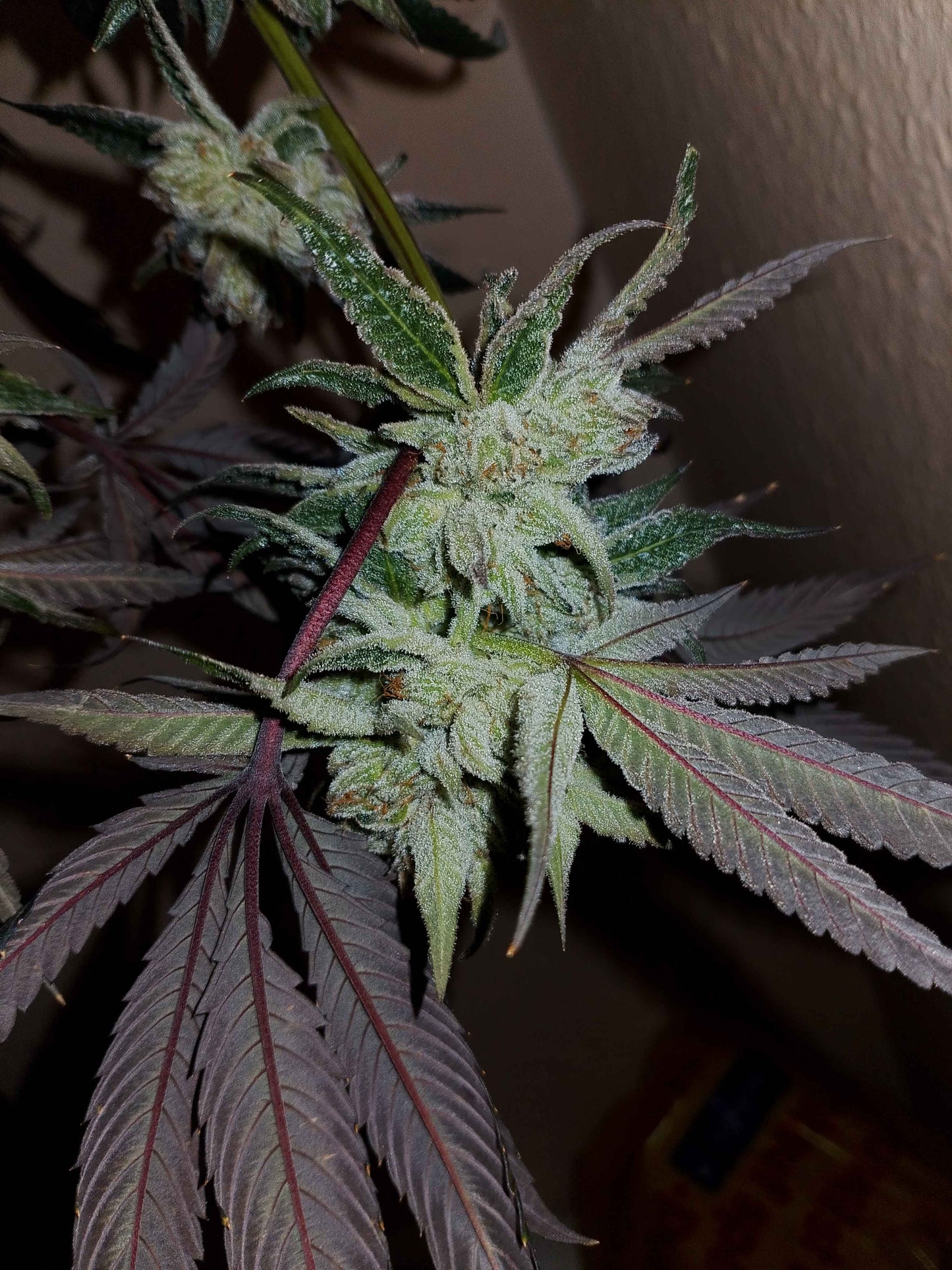 San Fernando Valley (feminisiert)