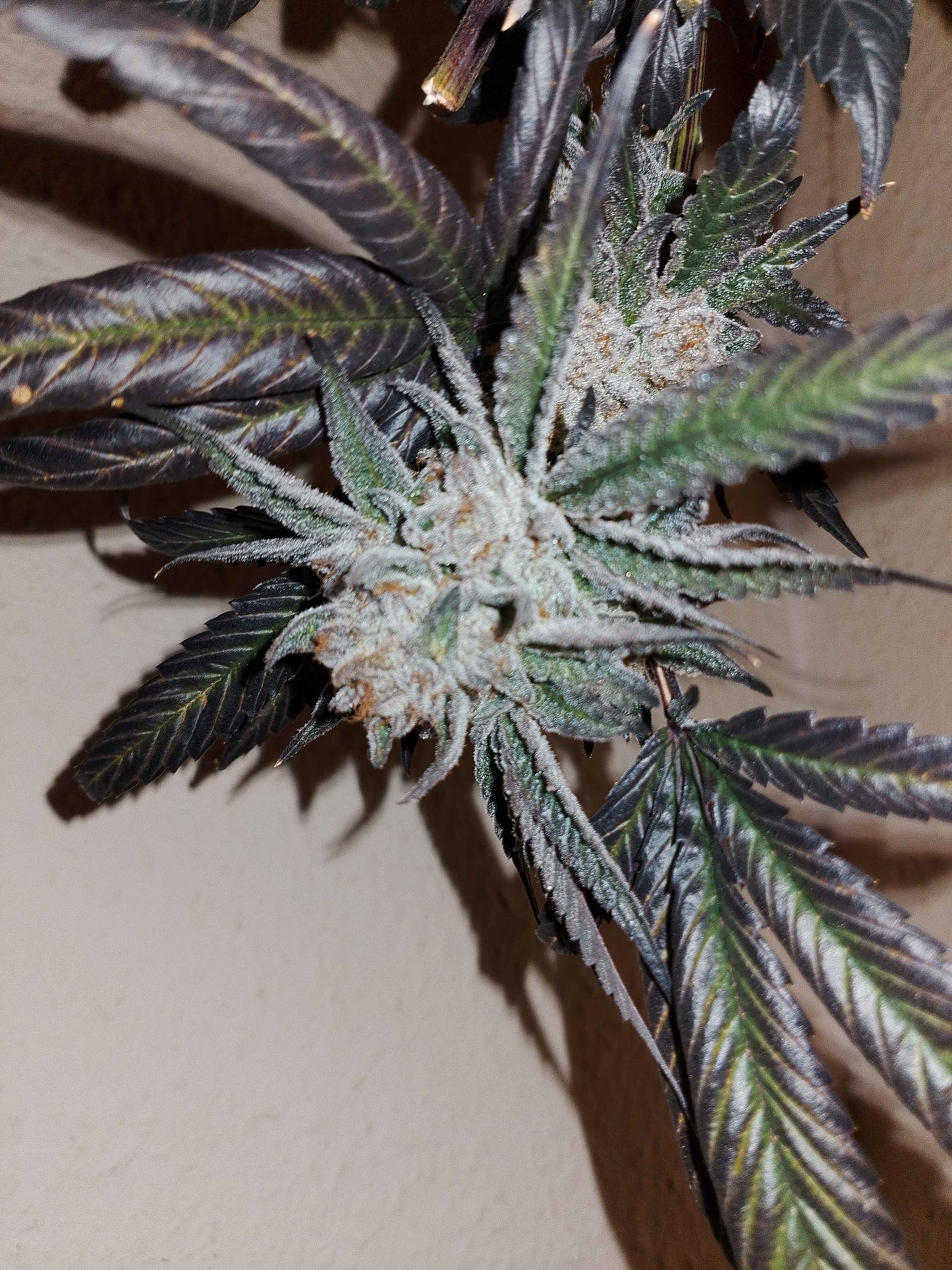 San Fernando Valley (feminisiert)