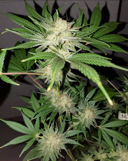 Northern Lights #5 (Regular)