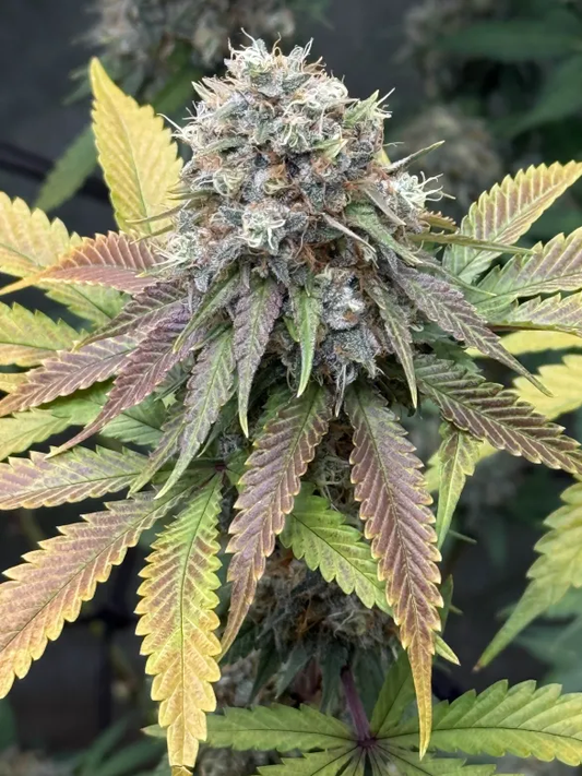 Lemon Tree S1 (feminisiert)