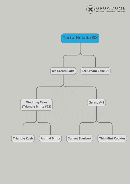 Tarta Helada / Ice Cream Cake (feminisiert)