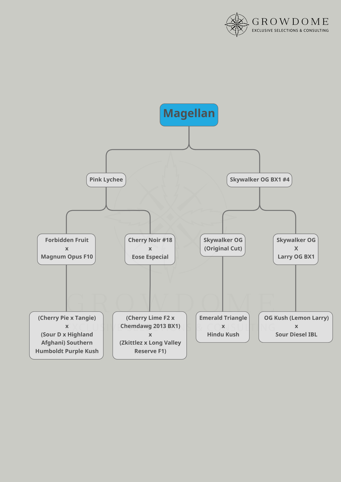 Magellan (feminisiert)