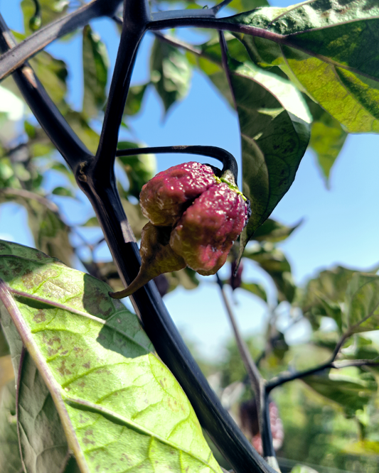 Purple Carolina Reaper - 15 seeds