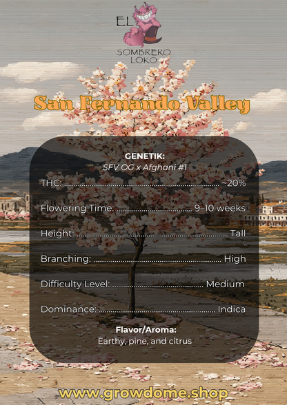 San Fernando Valley (feminisiert)