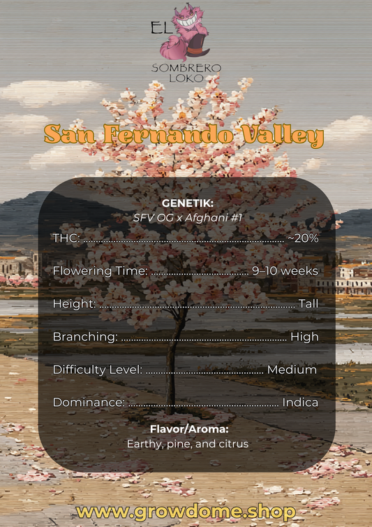 San Fernando Valley (feminisiert)