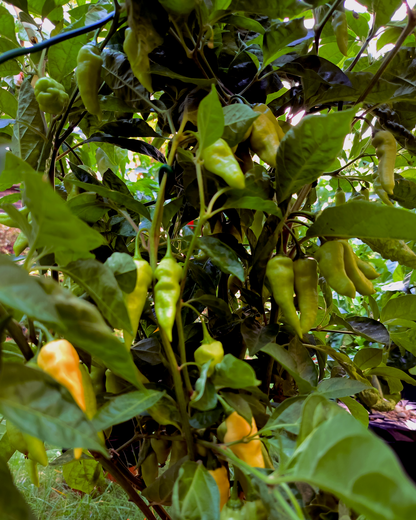 White Bhut Jolokia - 15 seeds