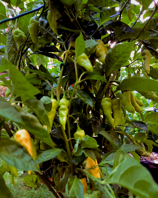 White Bhut Jolokia - 15 seeds