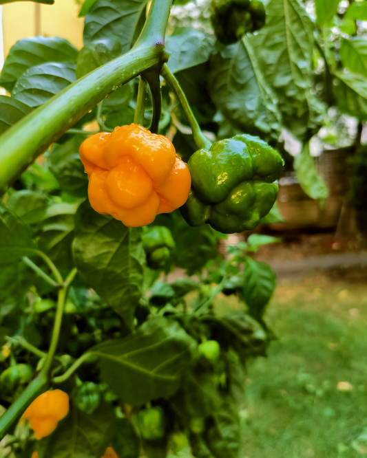 Yellow Scorpion Butch T - 15 seeds