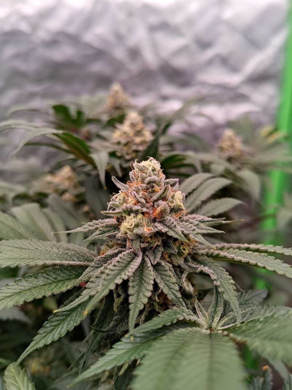 Peach and Gas Nr°8 (feminisiert)