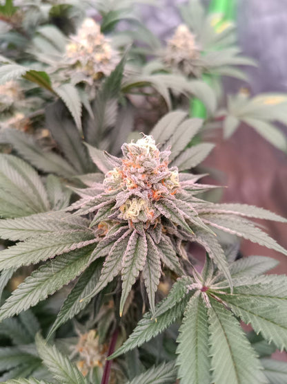 Peach and Gas Nr°8 (feminisiert)