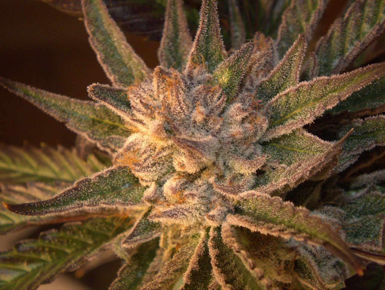 San Fernando Valley (feminisiert)