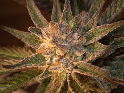 San Fernando Valley (feminisiert)