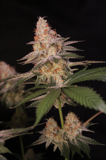 Jungle Jimmy (feminized)