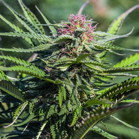 Sour Lifter CBD Triploid