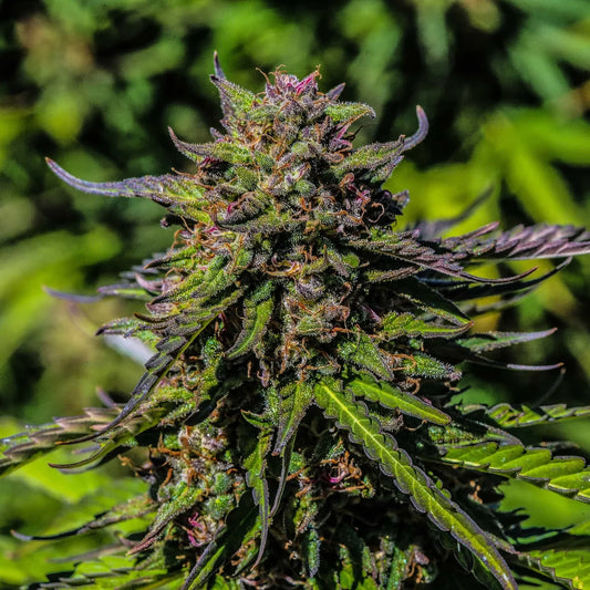 Sour Space Candy CBD (feminisiert)