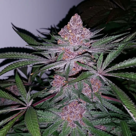 Patient Zero (Regular)